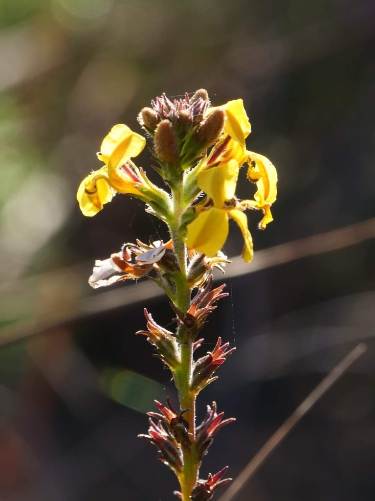 Daisy-leaved Goodenia