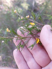 Dillwynia tenuifolia
