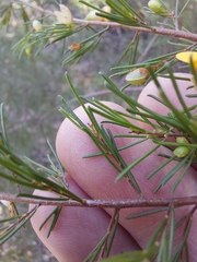 Dillwynia tenuifolia