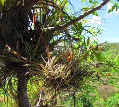 Tillandsia schiedeana