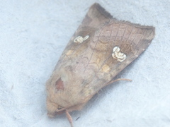 Amphipoea oculea