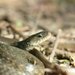 Yunnan Olive Keelback - Photo (c) 通通, some rights reserved (CC BY-NC), uploaded by 通通
