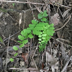 Adiantum menglianense