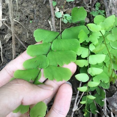 Adiantum menglianense