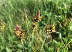 Carex raynoldsii