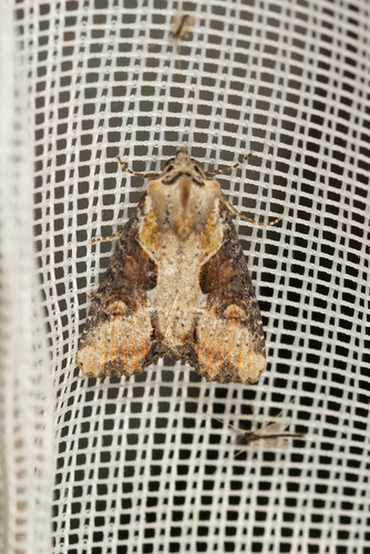 Double-lobed Moth