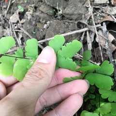 Adiantum menglianense
