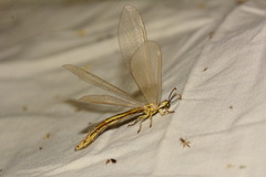 Myrmecaelurini