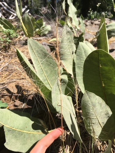 iNaturalist observation photo of Insects