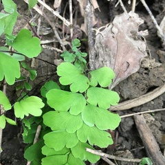 Adiantum menglianense