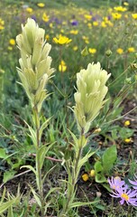 Castilleja pulchella