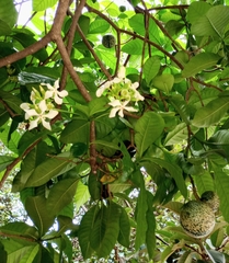 Voacanga