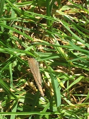 Satyrium w-album