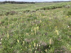 Castilleja pulchella