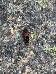 Platydracus immaculatus