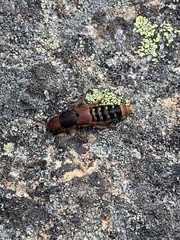 Platydracus immaculatus