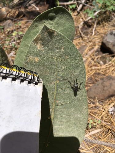 iNaturalist observation photo of Asilinae
