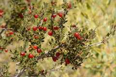 Prunus prostrata concolor
