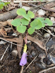 Oxalis purpurea