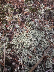 Cladonia dimorphoclada