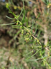 Dodonaea falcata