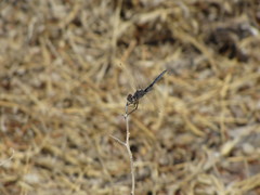 Selysiothemis nigra