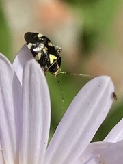 Liocoris tripustulatus