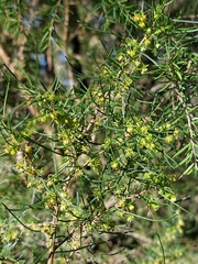 Dodonaea falcata