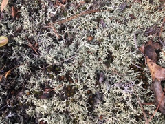 Cladonia dimorphoclada