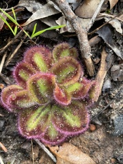 Drosera squamosa