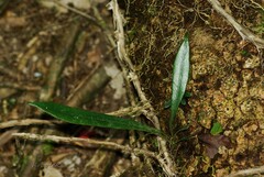 Microsorum thailandicum