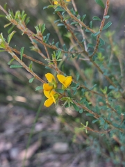 Pultenaea parviflora