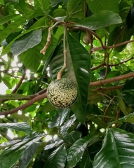 Voacanga