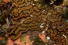 Botrylloides leachii