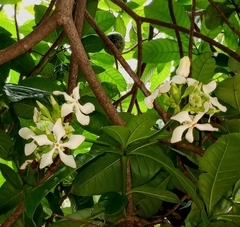 Voacanga