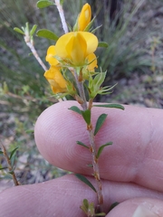 Pultenaea parviflora