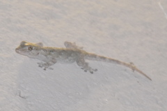 Tarentola mauritanica