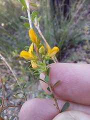 Pultenaea parviflora