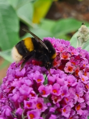 Bombus ruderatus