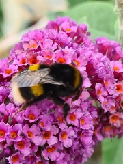 Bombus ruderatus