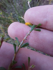 Pultenaea parviflora