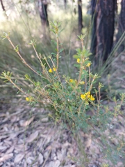 Pultenaea parviflora