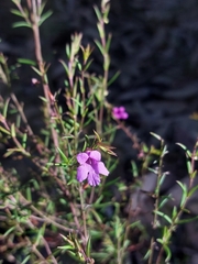 Prostanthera scutellarioides