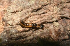 Nebriinae