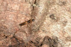 Nebriinae