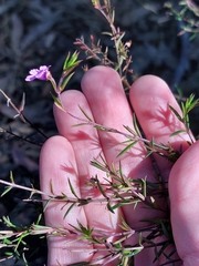 Prostanthera scutellarioides