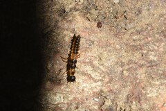 Nebriinae
