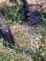 Dodonaea falcata