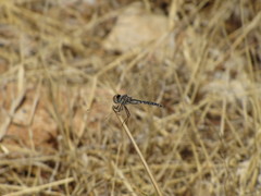 Selysiothemis nigra