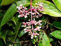Medinilla speciosa